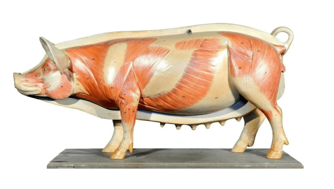 Макет анатомический разборный «Кулинарная разделка свинины на крупнокусковые части» 