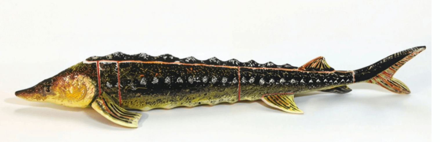 Макет анатомический разборный «Кулинарная разделка хрящевых рыб на примере осетра» 