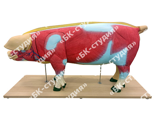Макеты разборные «Анатомическое строение свиньи»» 