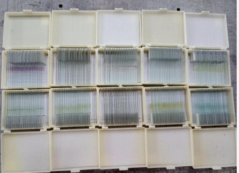 Комплект микропрепаратов по общей биологии (профильный уровень) 