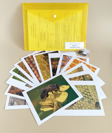 Модель-аппликация Пчелы. Строение улья 