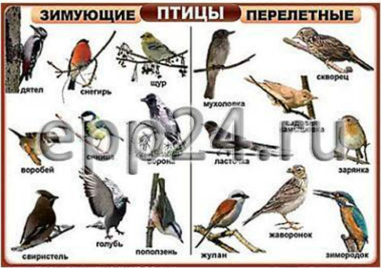 Комплект печатных пособий, включающий в том числе таблицы с изображениями домашних, диких, декоративных птиц, набор раздаточных карточек «Птицы» 