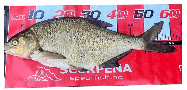 Линейка для измерения рыбы 