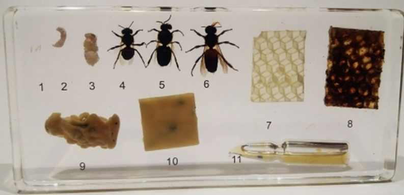 Коллекция «Пчелиная семья» 