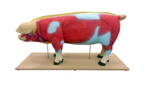 Макеты разборные «Анатомическое строение свиньи»» 
