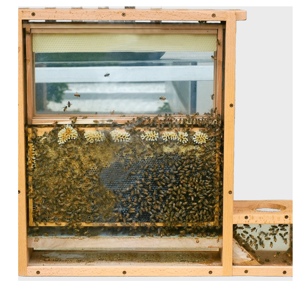 Улей наблюдательный 