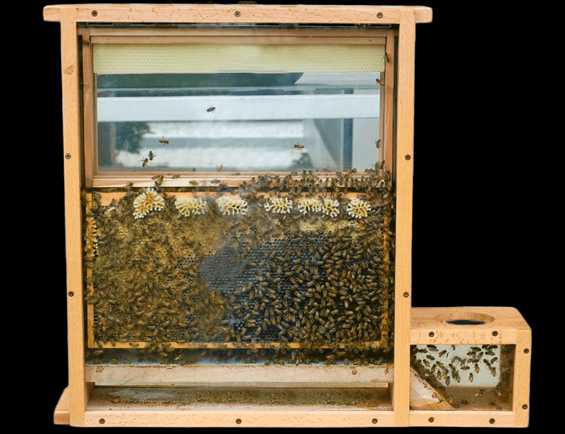 Улей наблюдательный 