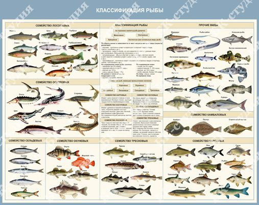 Учебно-демонстрационные стенды по аквакультуре, комплект 