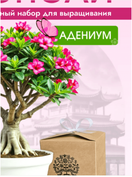 Комплект для обучения навыкам ухода и выращивания комнатных растений 