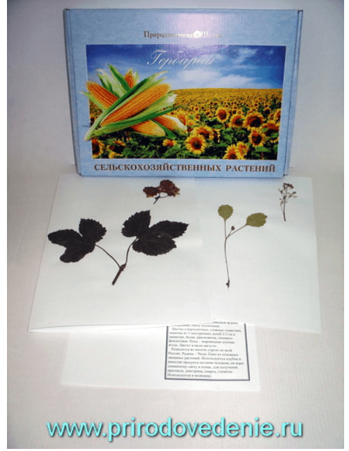 Гербарий «Сельскохозяйственные растения» 