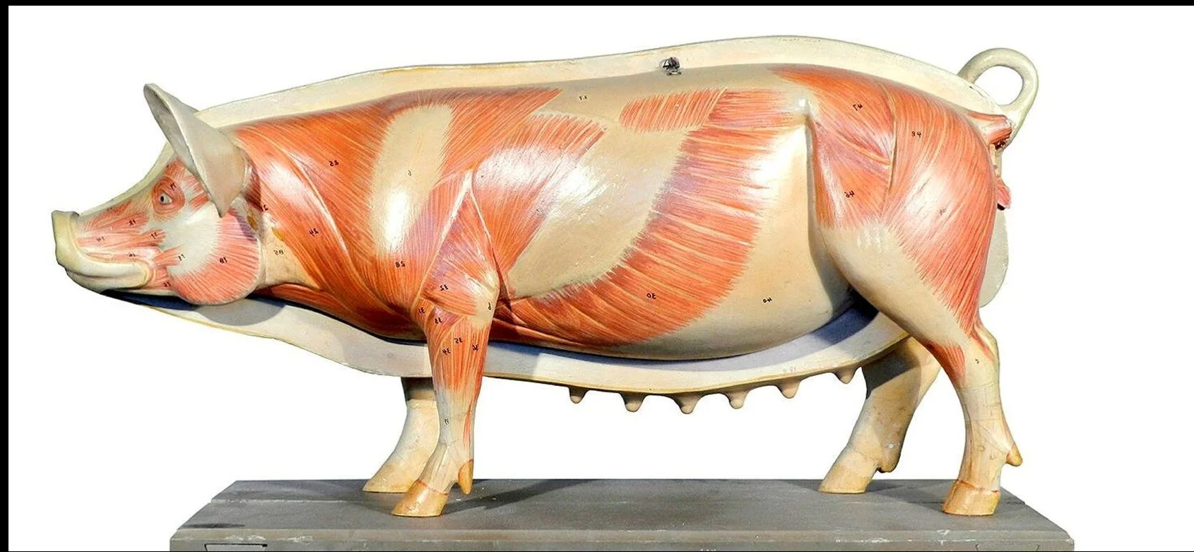 Макет анатомический разборный «Кулинарная разделка свинины на крупнокусковые части» 