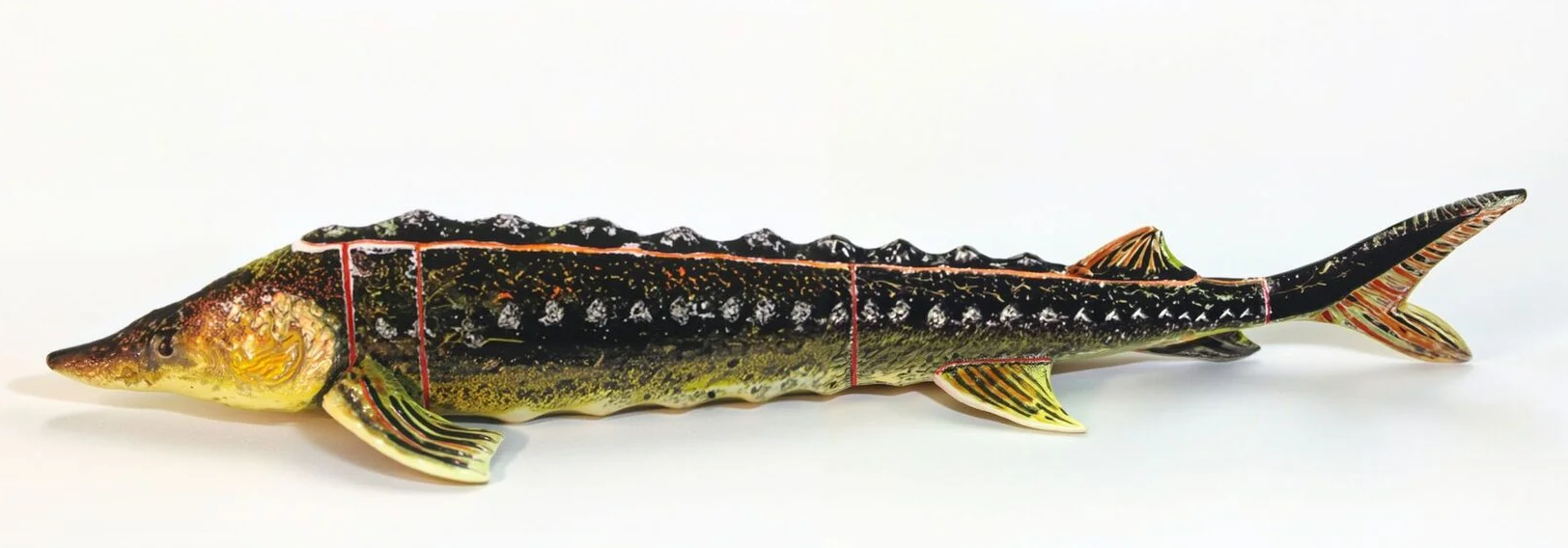 Макет анатомический разборный «Кулинарная разделка хрящевых рыб на примере осетра» 