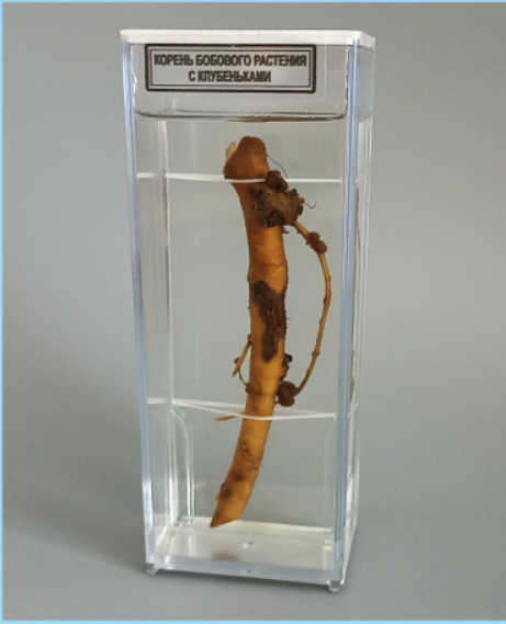 Влажный препарат «Корень бобового растения с клубеньками» 