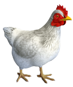 Макет анатомический разборный «Кулинарная разделка сельскохозяйственной птицы и пернатой дичи на примере курицы» 